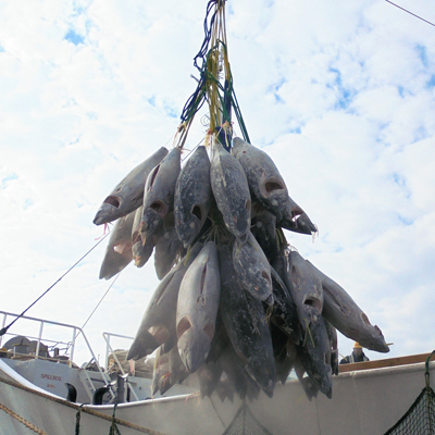 マグロ部