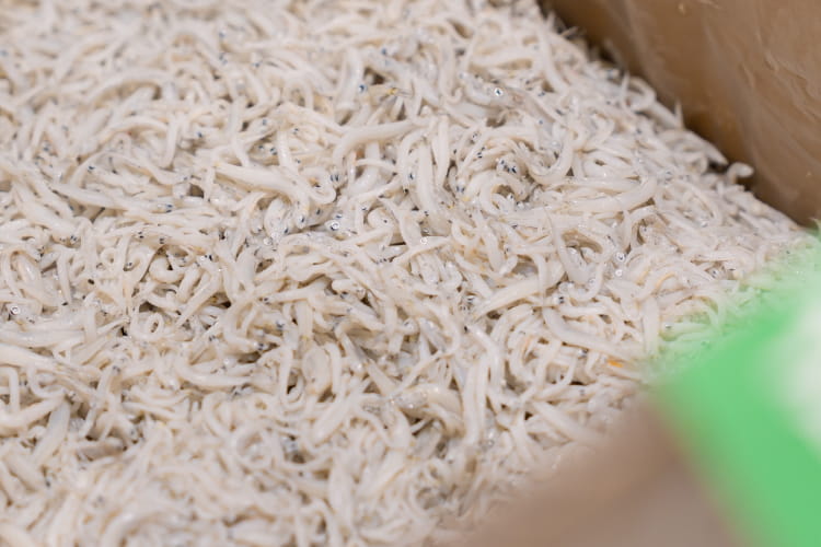 Frozen and Processed Foods Div.